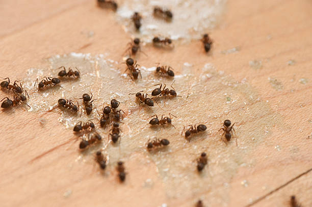 Best Pest Control Treatment  in Gray, TN